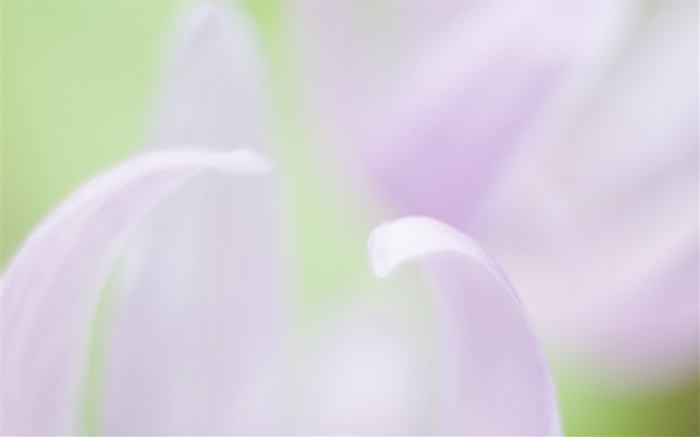 Pétalas de flores close-up, fundo desfocado Papéis de Parede, imagem