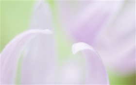 Pétalas de flores close-up, fundo desfocado HD Papéis de Parede