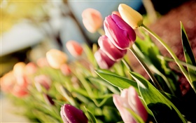 Flores, tulipas, roxo, amarelo, bokeh