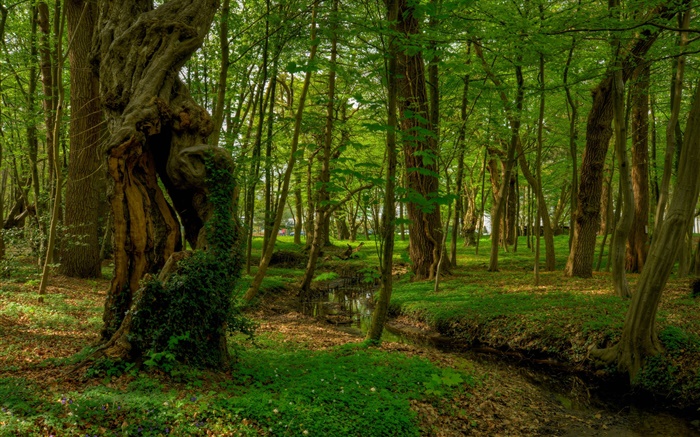 Floresta, árvores, riacho, parque Papéis de Parede, imagem