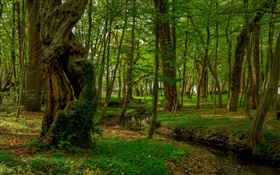 Floresta, árvores, riacho, parque HD Papéis de Parede