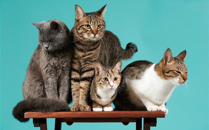 Quatro gatos, fundo verde Papéis de Parede, imagem