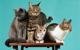 Quatro gatos, fundo verde HD Papéis de Parede