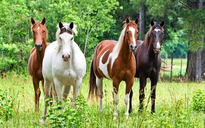 Quatro cavalos, grama Papéis de Parede, imagem