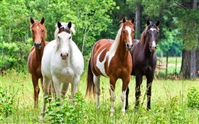 Quatro cavalos, grama HD Papéis de Parede