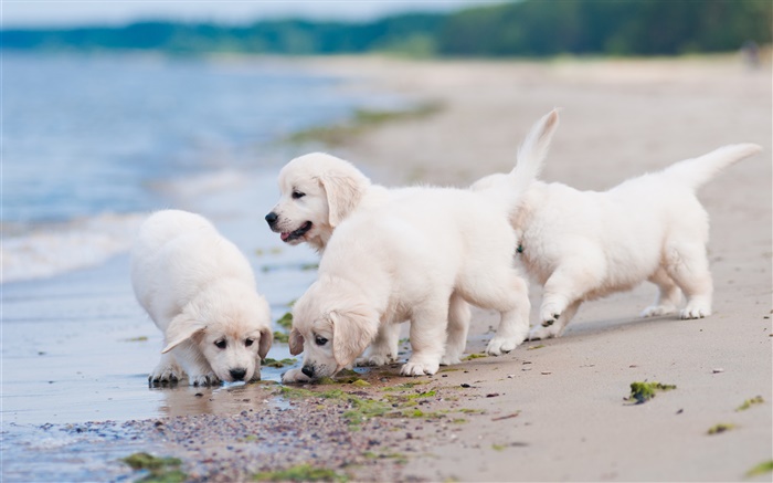 Quatro cães brancos, jogo, praia Papéis de Parede, imagem