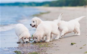 Quatro cães brancos, jogo, praia HD Papéis de Parede