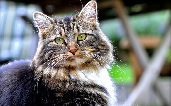 Os olhos verdes de gato, olha, cara, bokeh Papéis de Parede, imagem