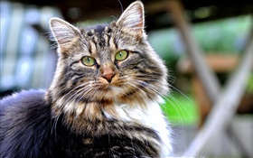 Os olhos verdes de gato, olha, cara, bokeh