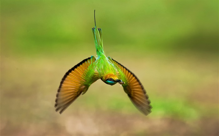 voo colibri, asas Papéis de Parede, imagem