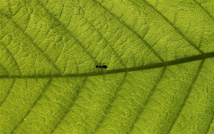 Folhas macro, formigas Papéis de Parede, imagem