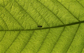 Folhas macro, formigas