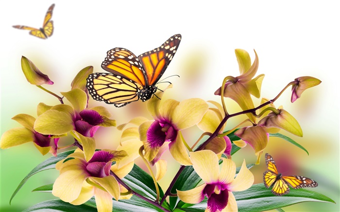 Orquídea, flores, folhas, pétalas, borboleta Papéis de Parede, imagem