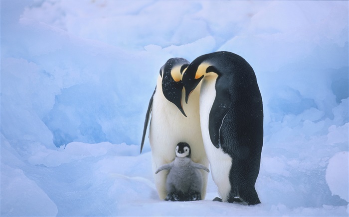família Penguins Papéis de Parede, imagem