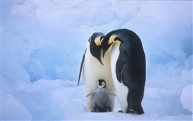 família Penguins