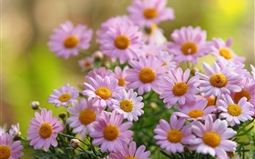 Flores de camomila rosa, pétalas, embaçamento