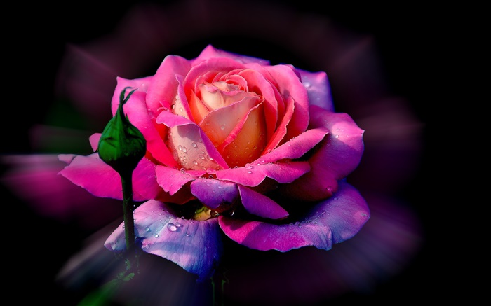 Flor cor de rosa, pétalas de rosa, broto, orvalho Papéis de Parede, imagem