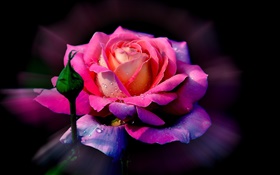 Flor cor de rosa, pétalas de rosa, broto, orvalho