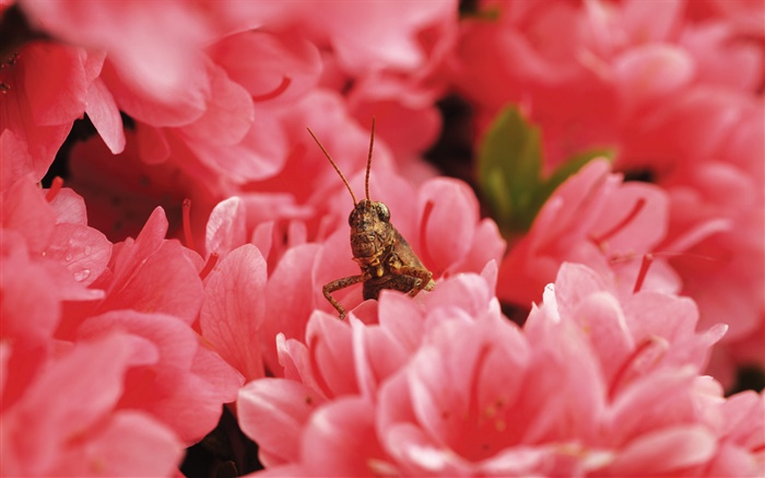 Flores cor de rosa, gafanhoto Papéis de Parede, imagem