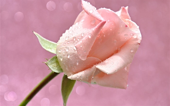 Rosa levantou-se flor, gotas de água, orvalho Papéis de Parede, imagem
