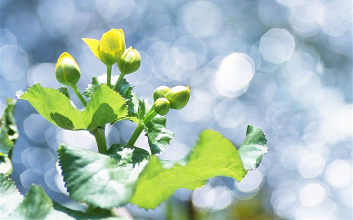 Plantas close-up, botões de flores amarelas, brilho Papéis de Parede, imagem