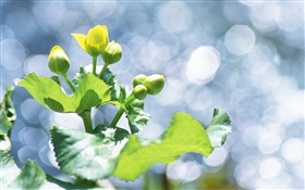 Plantas close-up, botões de flores amarelas, brilho