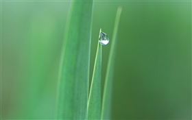 Folhas pontiagudas, grama, gotas da água close-up