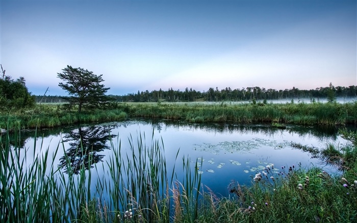 Lagoa, árvores, grama, reflexão da água, amanhecer Papéis de Parede, imagem