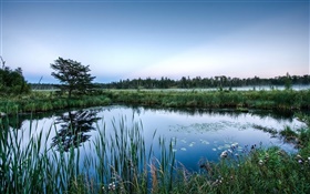Lagoa, árvores, grama, reflexão da água, amanhecer HD Papéis de Parede