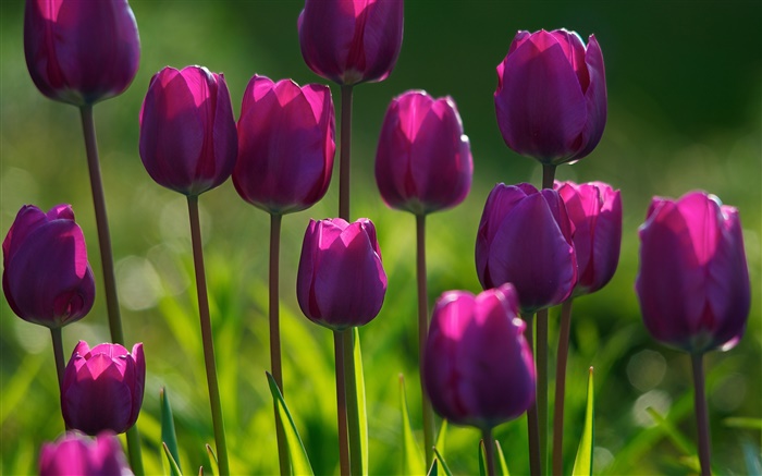 Flores roxas, tulipas, grama, verão Papéis de Parede, imagem
