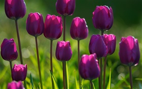 Flores roxas, tulipas, grama, verão HD Papéis de Parede