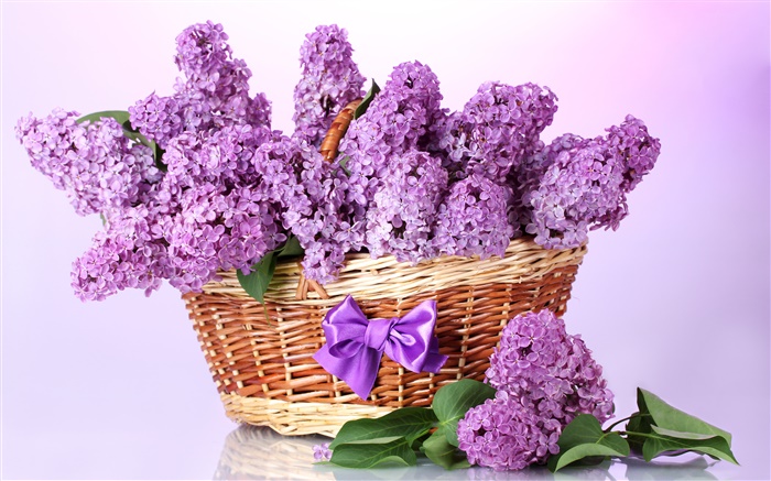 Flores roxas do lilac, cesta Papéis de Parede, imagem