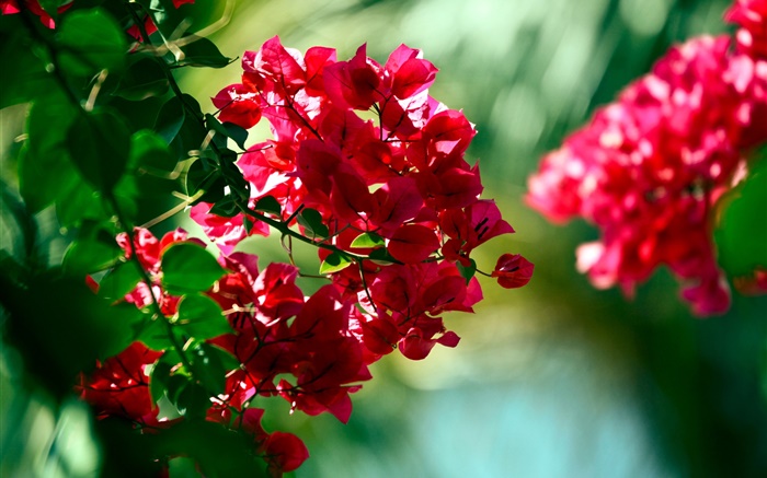 Flores buganvílias vermelhas Papéis de Parede, imagem
