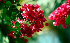 Flores buganvílias vermelhas