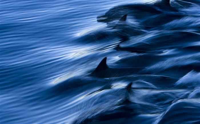 Mar, golfinhos, velocidade, água, respingo Papéis de Parede, imagem