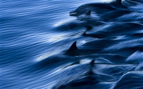 Mar, golfinhos, velocidade, água, respingo HD Papéis de Parede