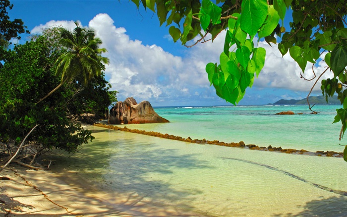 Seychelles ilha, mar, praia, plantas, folhas Papéis de Parede, imagem