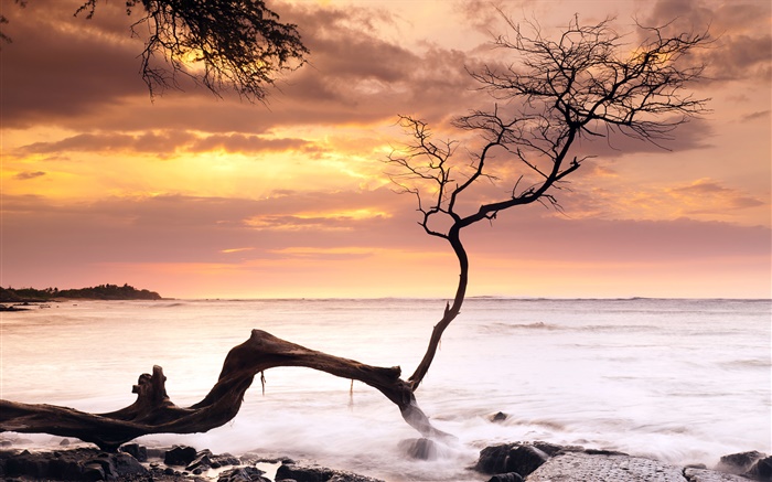 Única árvore, por do sol, mar, céu vermelho, Havaí, EUA Papéis de Parede, imagem