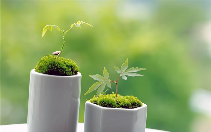 Verde pequeno bonsai, primavera, broto Papéis de Parede, imagem