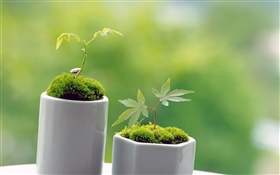 Verde pequeno bonsai, primavera, broto HD Papéis de Parede