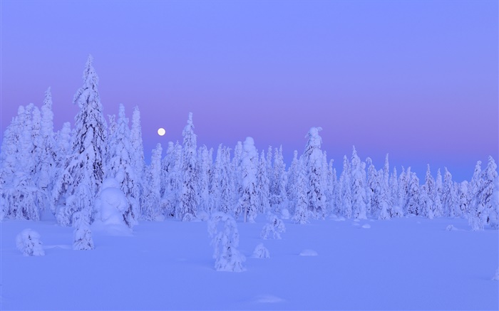 Cobertas de neve árvores, inverno, noite, lua, província de Oulu, Finlândia Papéis de Parede, imagem