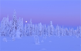 Cobertas de neve árvores, inverno, noite, lua, província de Oulu, Finlândia HD Papéis de Parede
