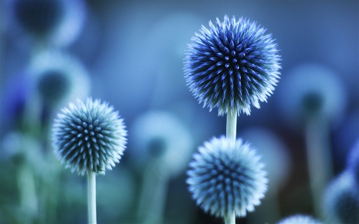 Flores esféricas, azul estilo Papéis de Parede, imagem