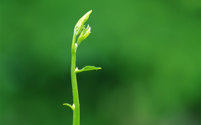 Sprout folhas close-up Papéis de Parede, imagem