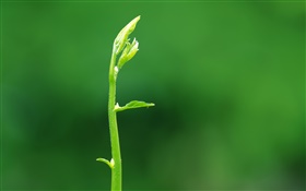 Sprout folhas close-up HD Papéis de Parede