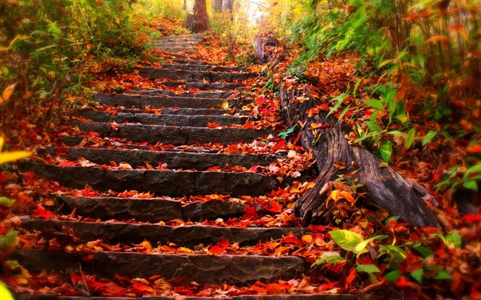 Escadas de pedra, folhas vermelhas, outono Papéis de Parede, imagem