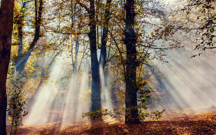 Sun raios, floresta, árvores, outono Papéis de Parede, imagem