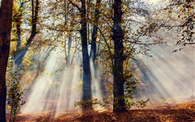 Sun raios, floresta, árvores, outono