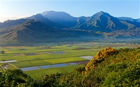 Campos de Taro, vale de Hanalei, Kauai, Havaí HD Papéis de Parede
