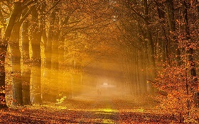 Árvores, folhas vermelhas, estrada, pessoas, luz solar, outono
